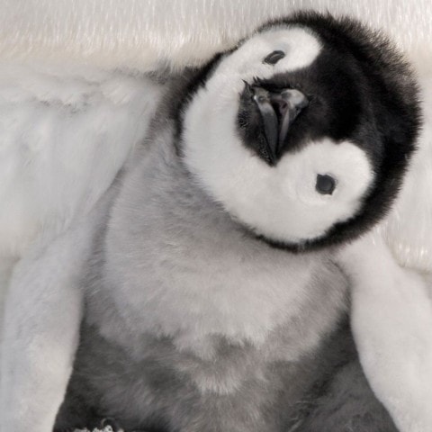 cute penguin not google penguin
